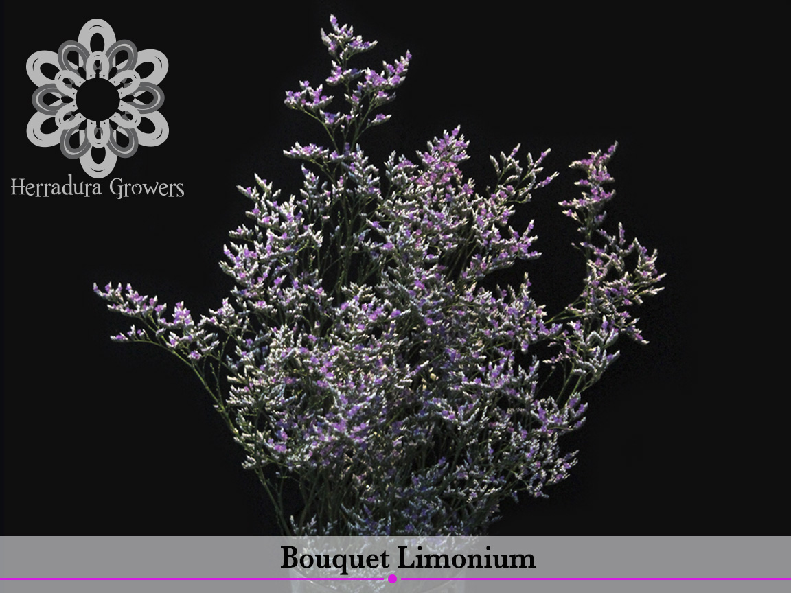 Bouquet_limonium.jpg