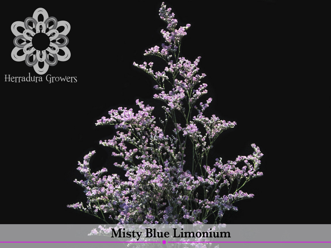 Misty_Blue_Limonium.jpg