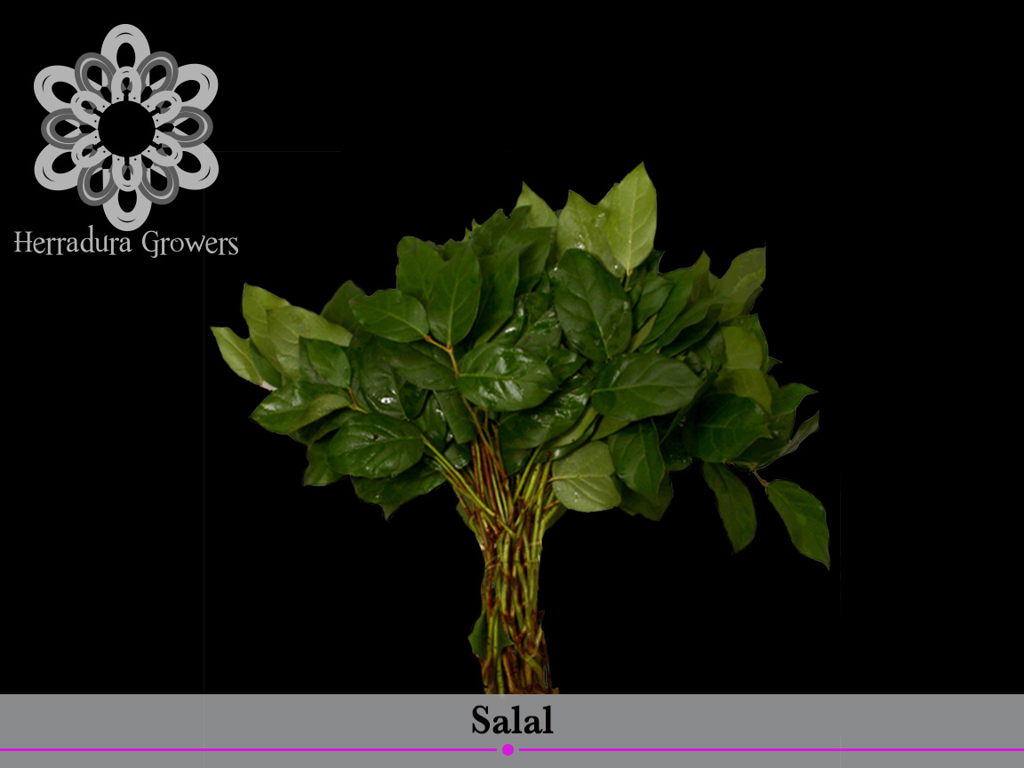 SALAL1.jpg