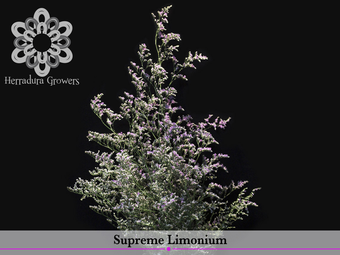 Supreme_Limonium.jpg