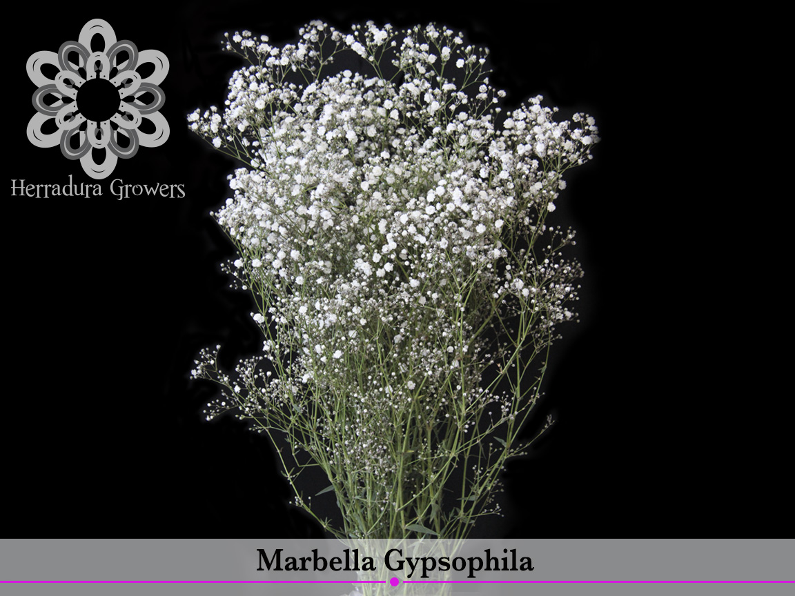 marbella_gypsophila.jpg