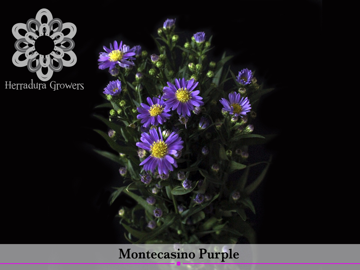 montecasino_purple.jpg