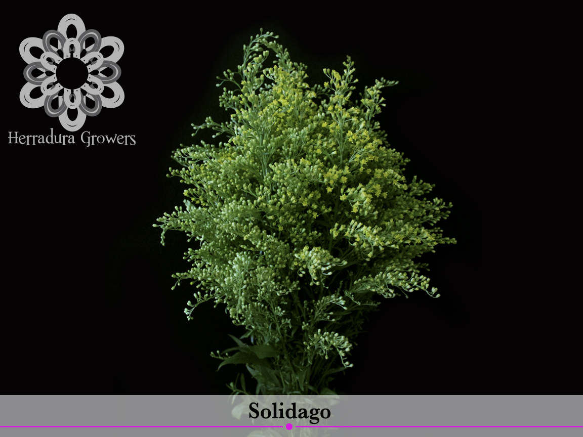 solidago.jpg